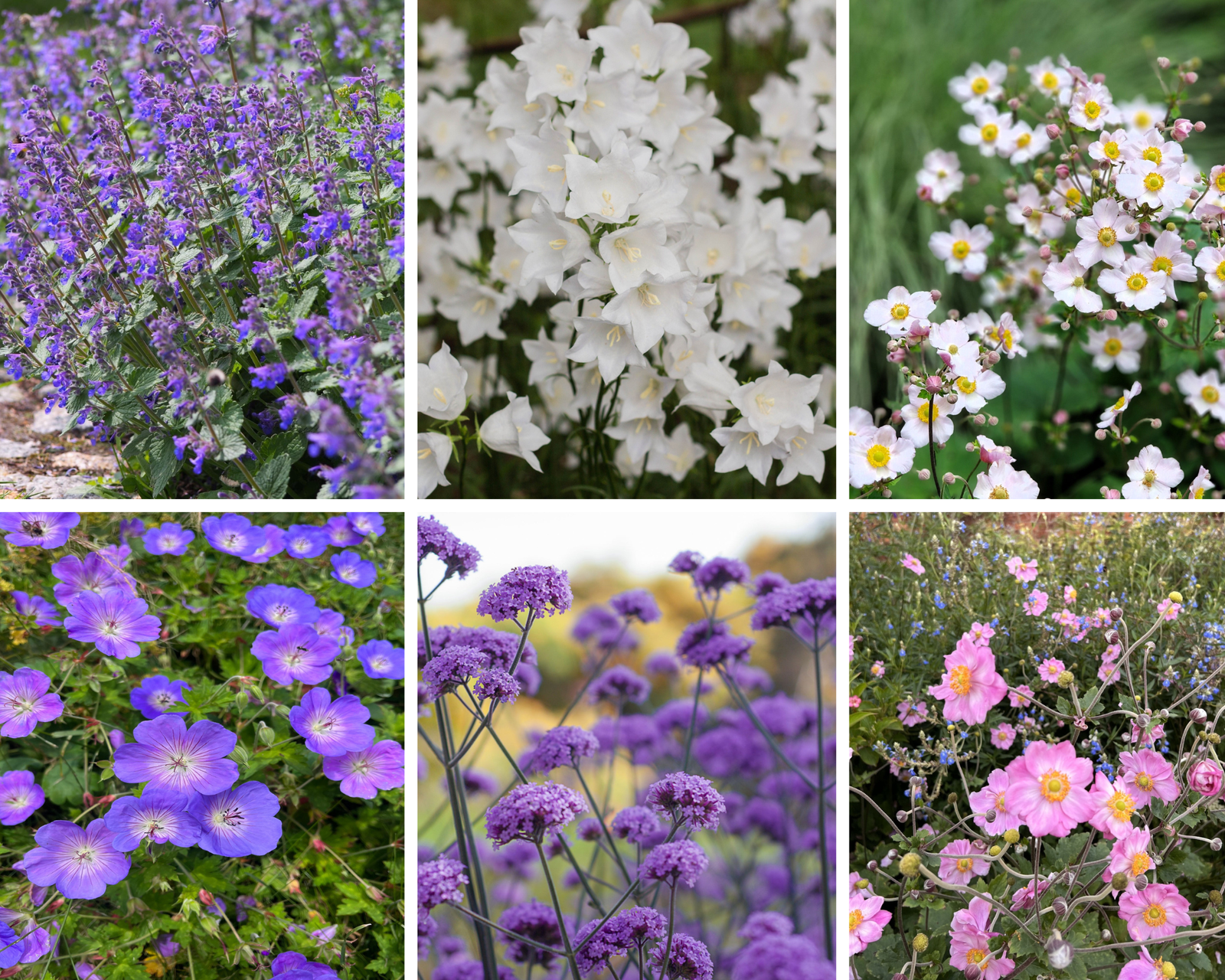 Chloe's Colour Mix (May - Oct) 5 x 9cm Pots