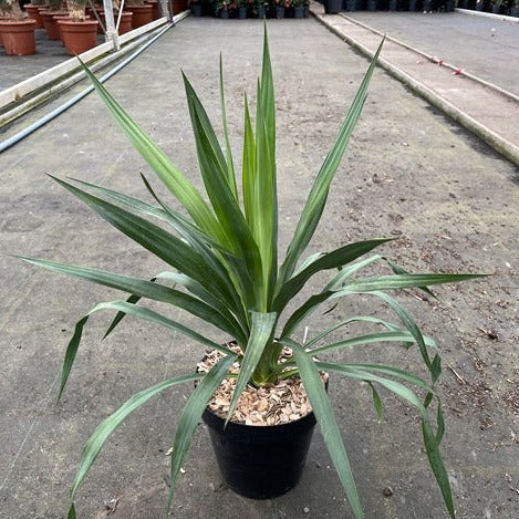 A smiling person holds a Yucca 'Gloriosa' 3L in a white pot at a garden center, surrounded by plants under a partly cloudy sky. This evergreen shrub is admired for its striking architectural form.