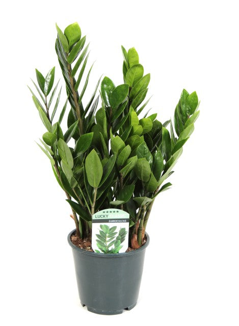 Zamioculcas Zamiifolia (ZZ Plant) 45cm