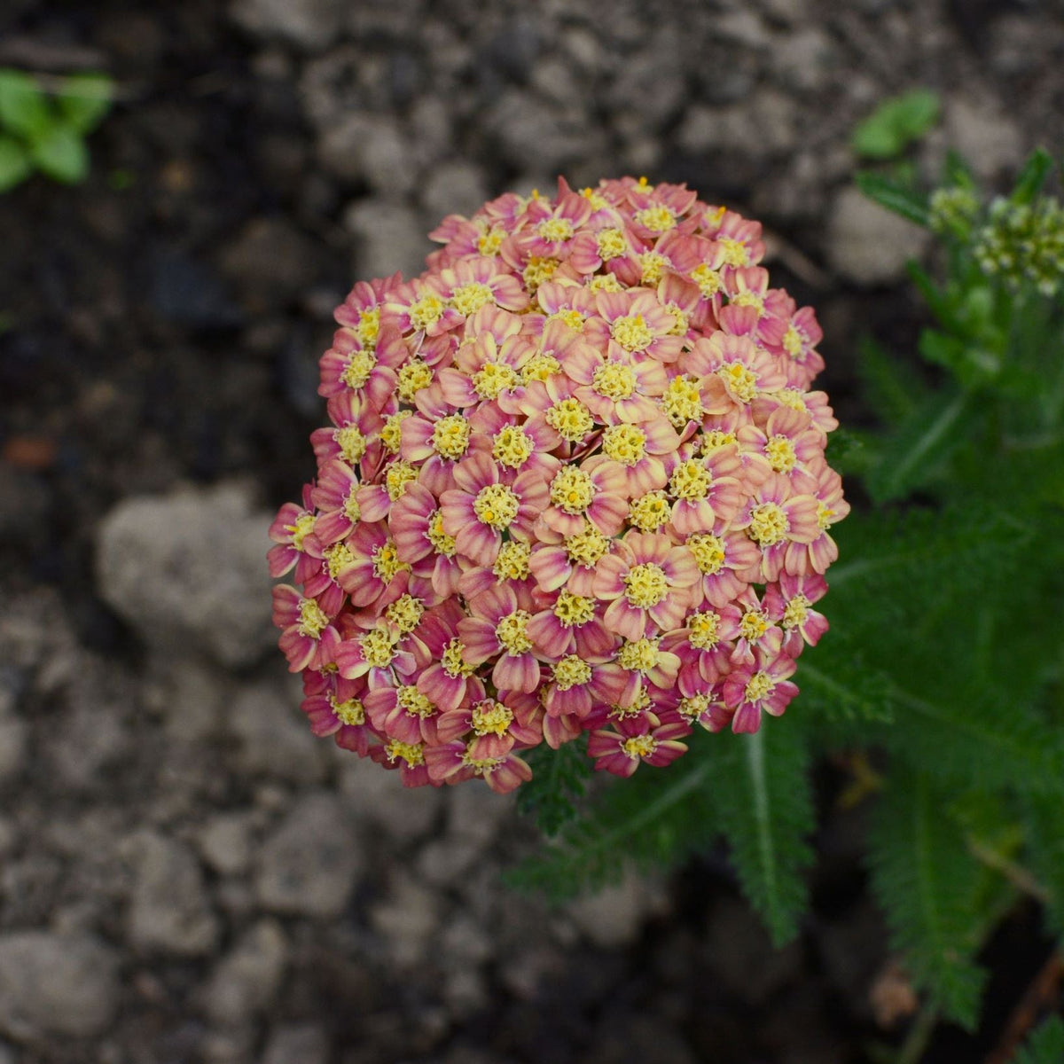 Achillea millefolium &#39;Appleblossom&#39; (Young Perennial) PRE ORDER SPRING &#39;26
