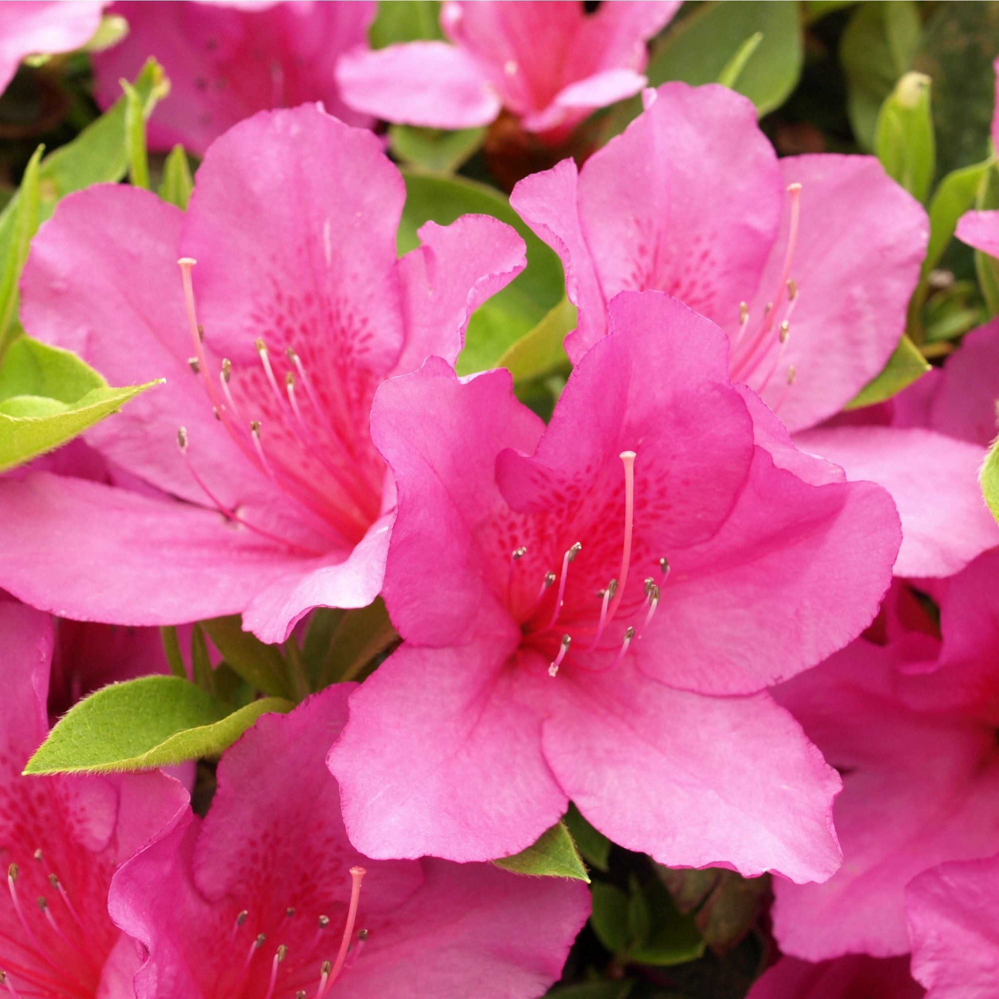 Azalea 'Anne Frank' 1L