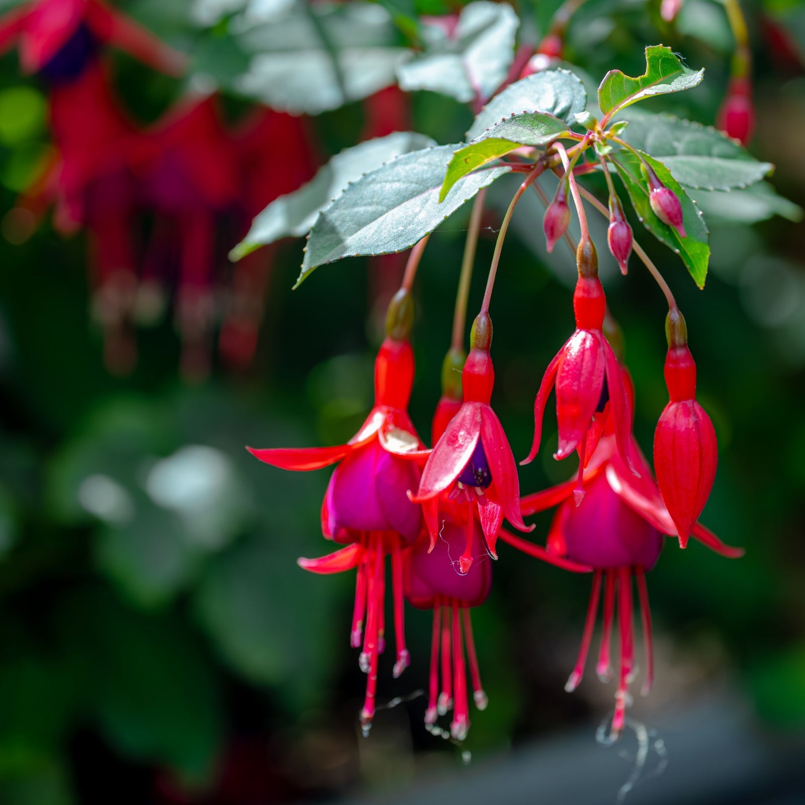 Hardy Fuchsia 'Beacon' 9cm