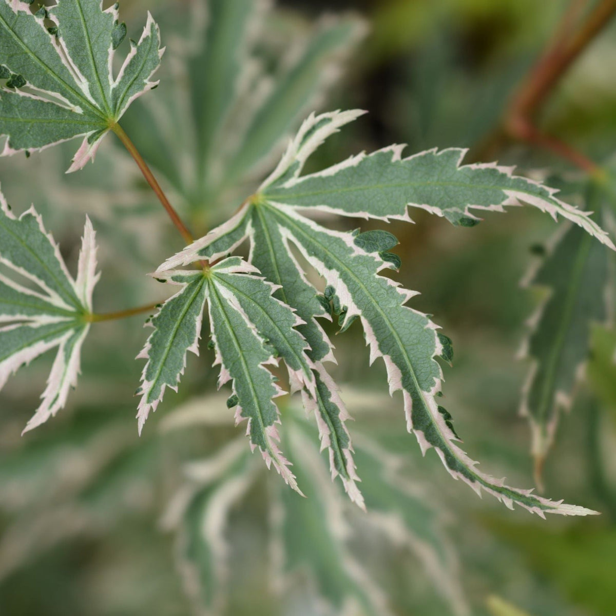 Acer palmatum &#39;Butterfly&#39; (10.5cm / 2L / 3L) displays finely lobed leaves and striking autumn colors up close.