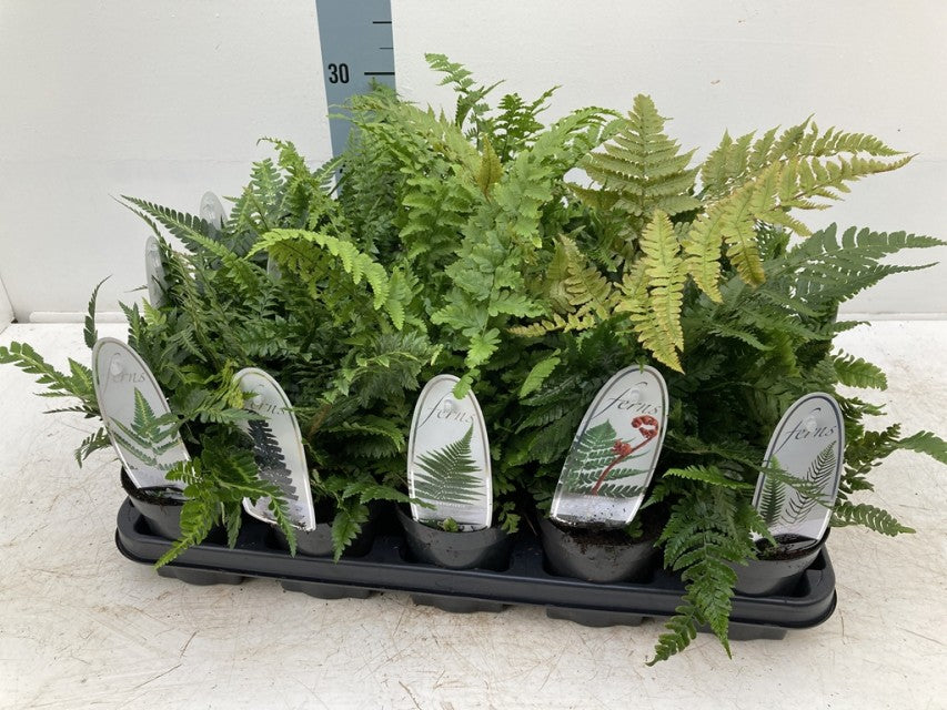 A black tray holds several &quot;Mix of 3 Ferns 11cm / 2L / 3L&quot; pots with ID tags, displayed against a white background with a height scale visible on the wall behind them.