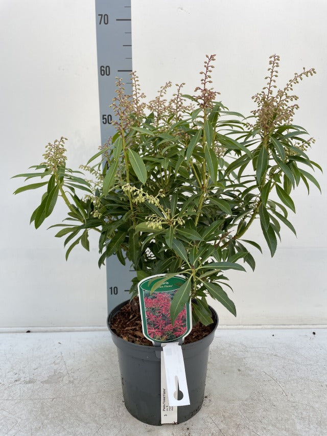 The Pieris japonica ‘Forest Flame’, an evergreen shrub with long narrow green leaves and clusters of pink flower buds, is shown potted in front of a height chart and white background, with its label featuring a photo and key information on the pot.