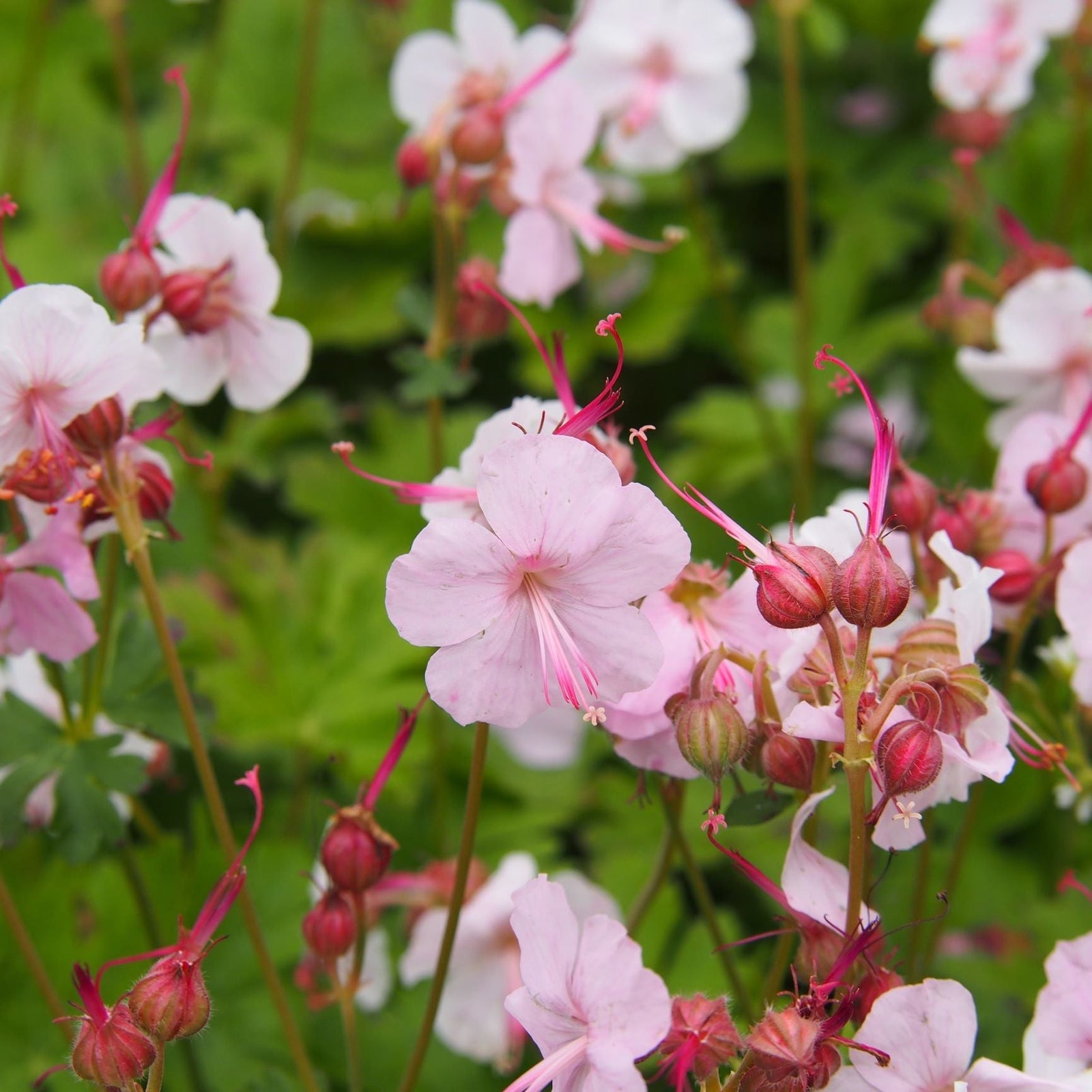 Geranium x cantabrigiense 'Biokovo' (Young Perennial) PRE ORDER SPRING '26