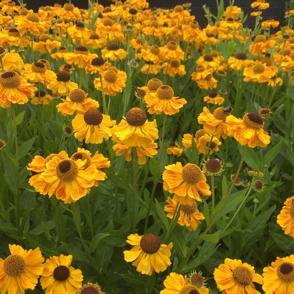 Helenium hybrida &#39;Little Orange&#39; (Young Perennial) PRE ORDER SPRING &#39;26