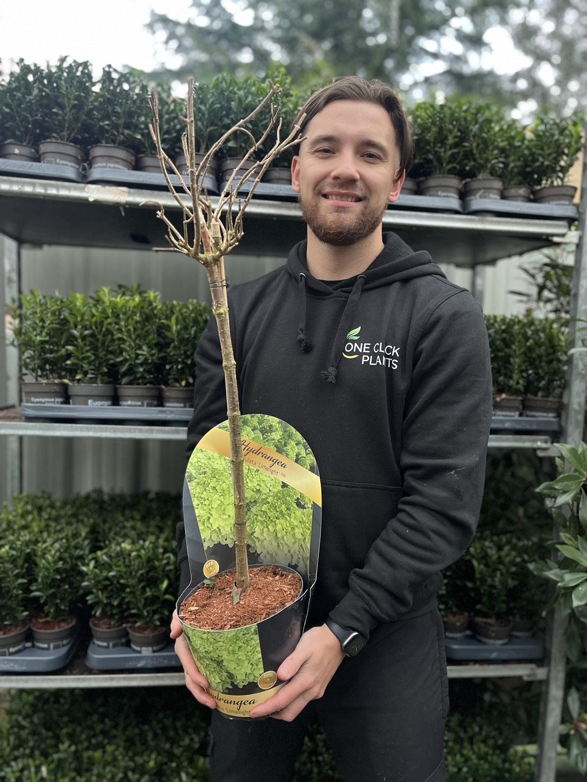 A smiling person in a black One Click Plants hoodie holds a potted, leafless Hydrangea paniculata &#39;LimeLight’ Tree. Behind them, shelves display green plants and shrubs—ideal for anyone seeking long-lasting blooms at a garden center.