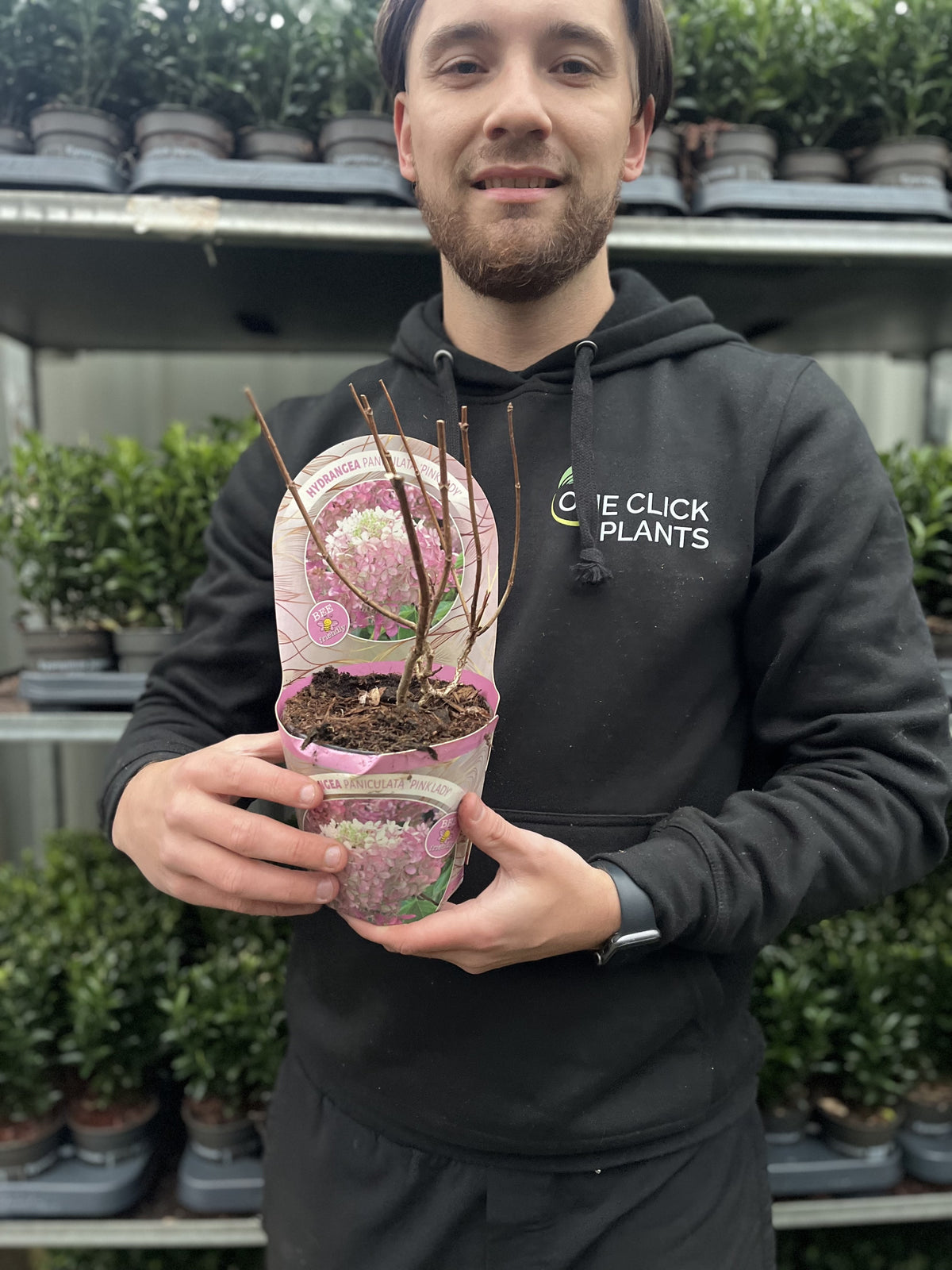 A person in a ONE CLICK PLANTS hoodie holds a Hydrangea paniculata &#39;Pink Lady&#39; 1L / 1.5L with bare branches and a pink label. Rows of similar deciduous shrubs are displayed on shelves in the background.