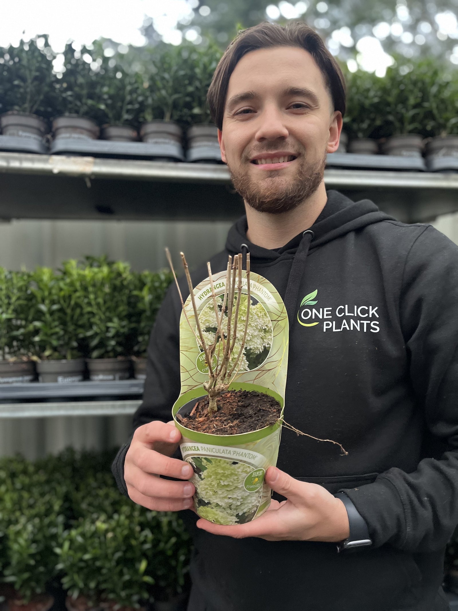 Hydrangea paniculata Phantom 1L (30-40cm inc. pot) features large, creamy white flower panicles on green leafy stems, bringing elegance and charm to any garden setting.