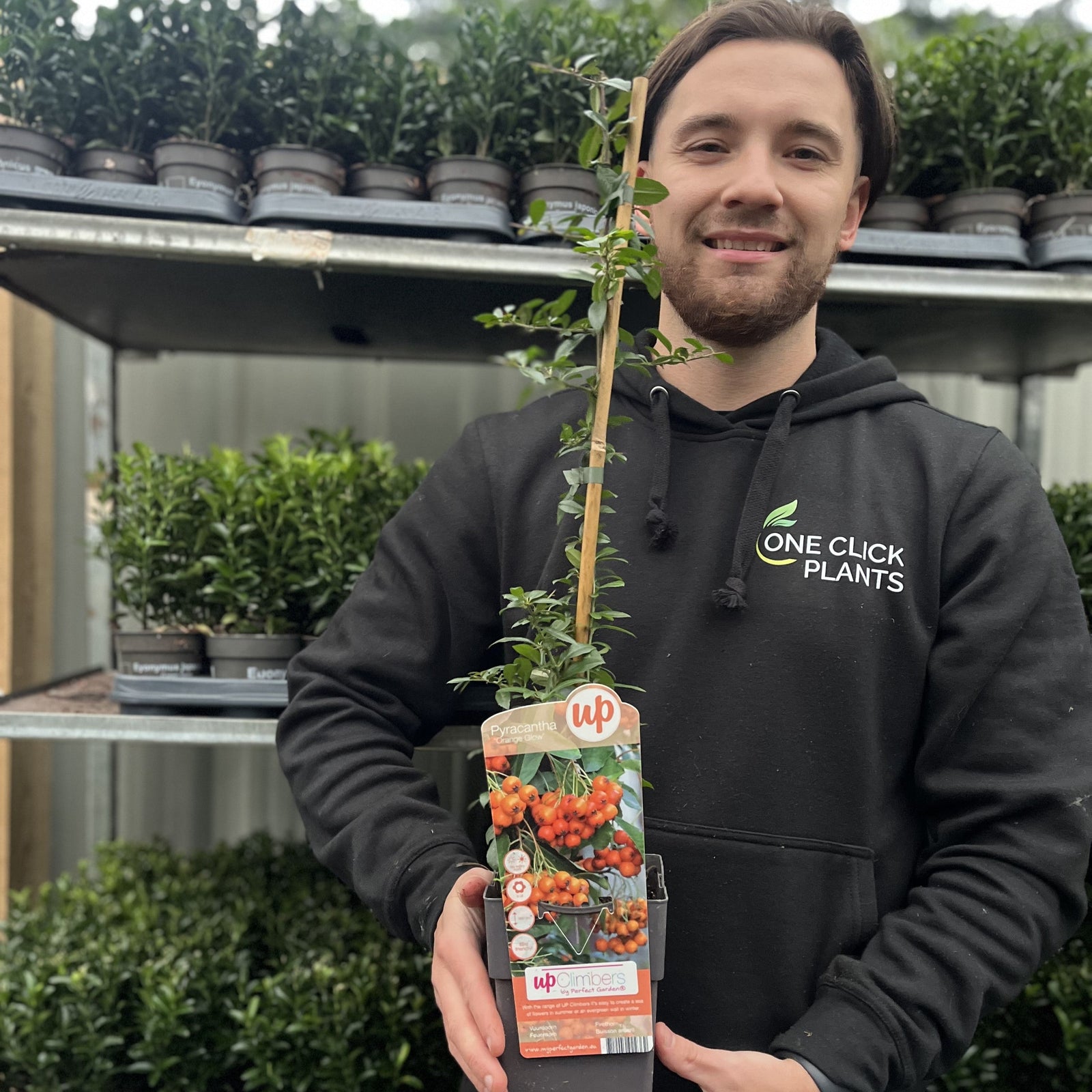 A man in a black Nike shirt smiles and holds a Pyracantha coccinea 'Orange Glow' 1L/2L, an evergreen shrub, in a garden center with rows of other plants on shelves behind him.