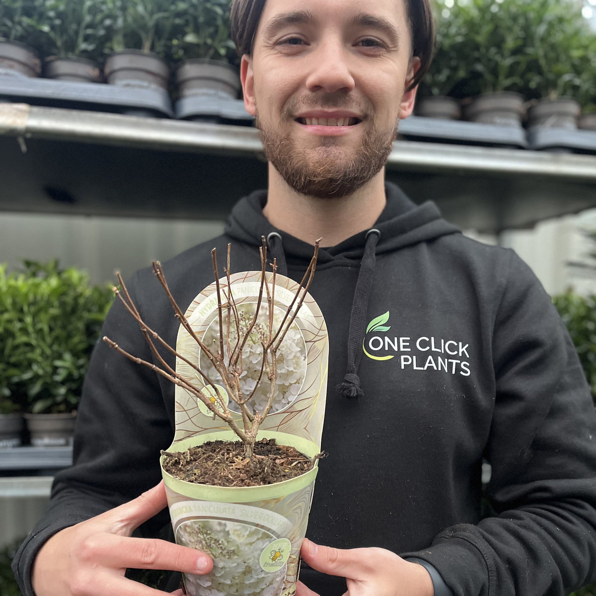 Hydrangea paniculata &#39;Silver Dollar&#39; 1.5/10L