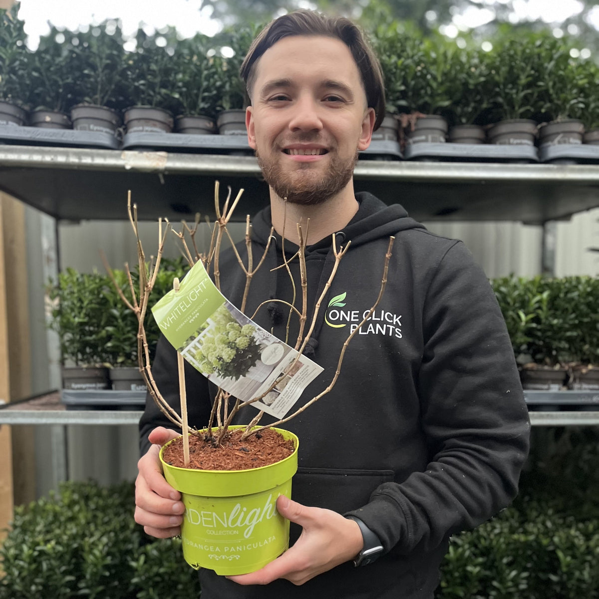 A man in a black hoodie with the One Click Plants logo holds a Hydrangea paniculata &#39;White Light&#39; (2L/5L/7.5L) in a greenhouse filled with shelves of other potted plants.