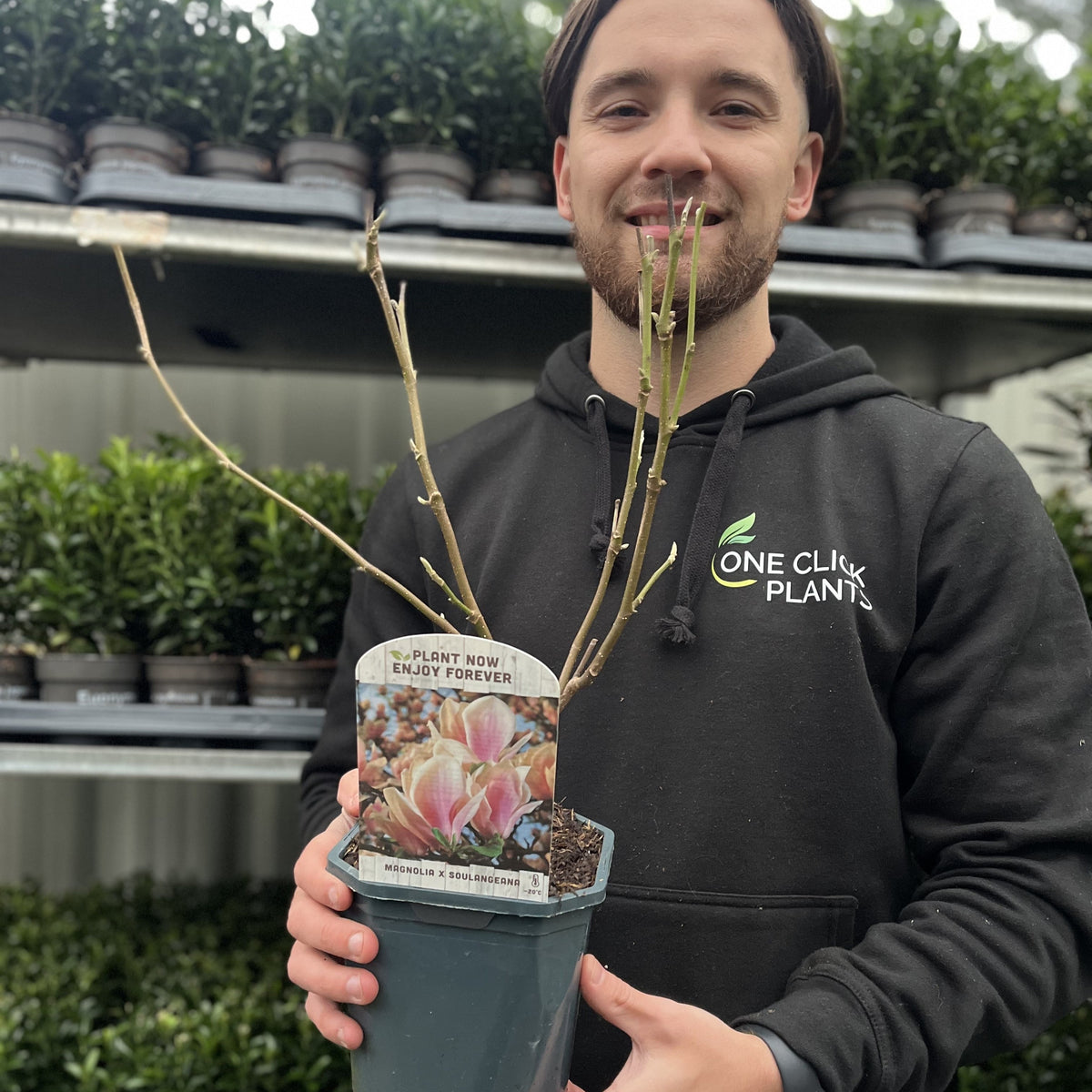 A smiling person in a One Click Plants hoodie holds a Magnolia x Soulangeana &#39;Saucer Magnolia&#39; 9cm-3L with a “PLANT NOW, ENJOY FOREVER” label. Rows of early spring flowers and potted plants fill the shelves in the background.