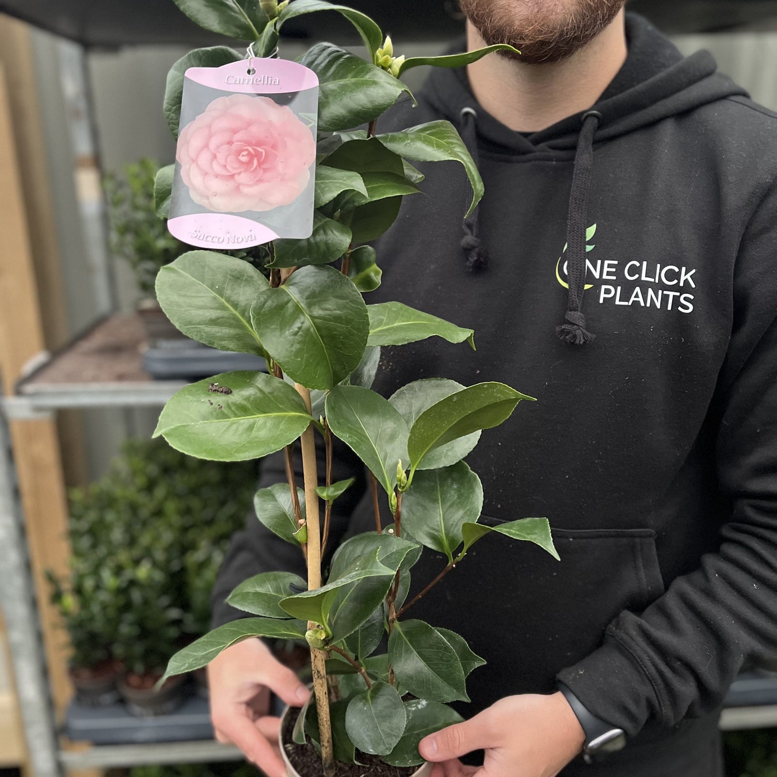 Camellia japonica ‘Sacco Nova'