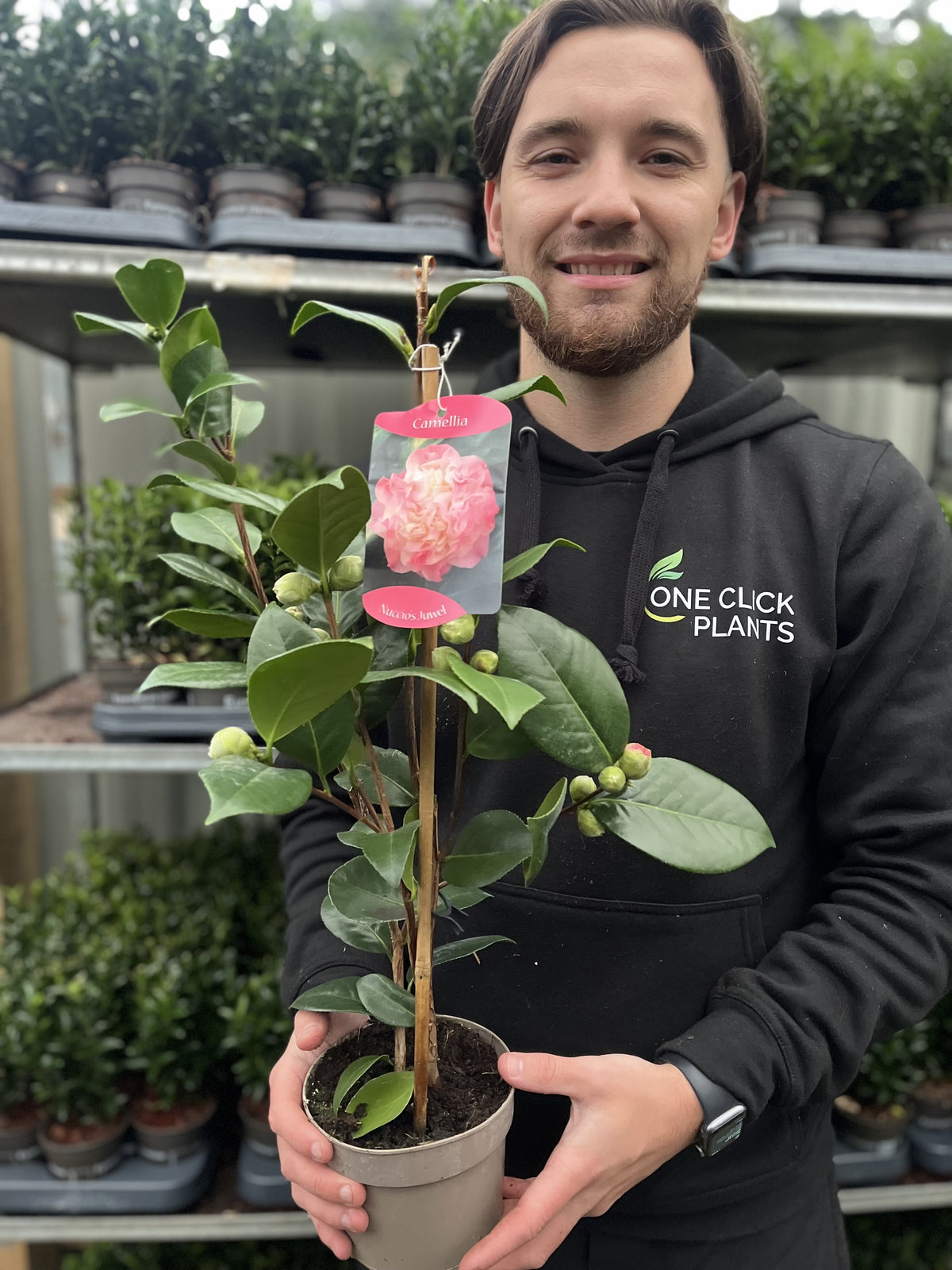 A smiling person in a black “One Click Plants” hoodie holds a Camellia japonica ‘Nuccio’s Jewel’, a winter-flowering evergreen shrub, with a pink flower tag. Shelves of more potted plants can be seen in the background.