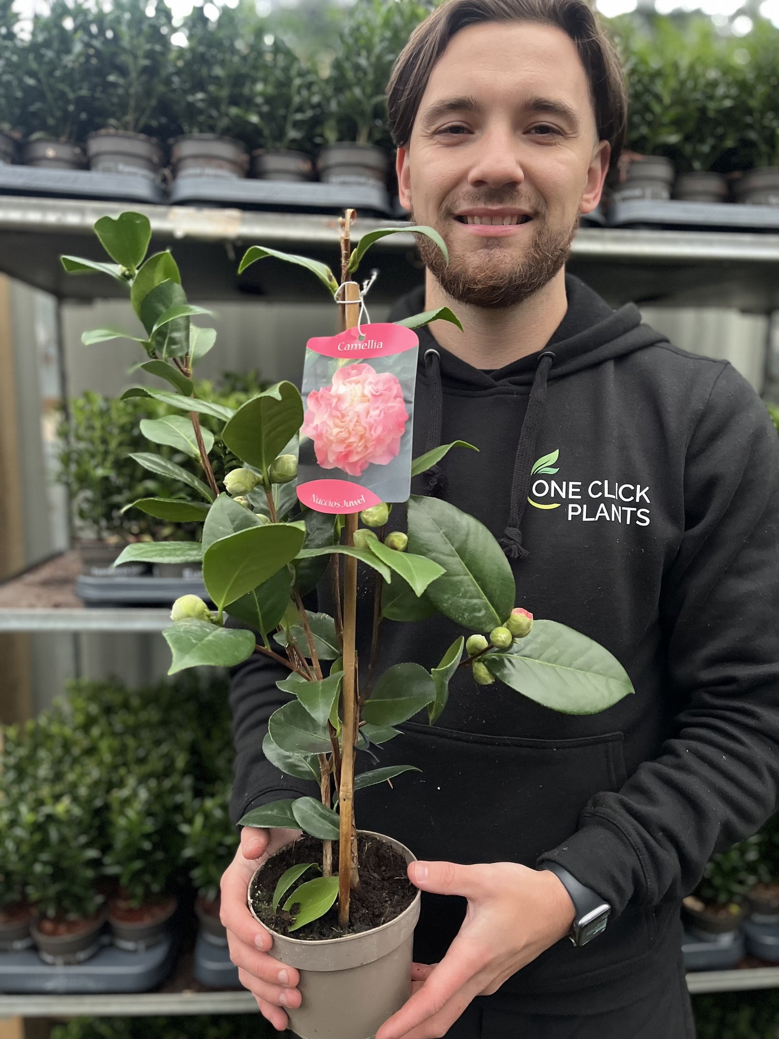 A smiling person in a black “One Click Plants” hoodie holds a Camellia japonica ‘Nuccio’s Jewel’, a winter-flowering evergreen shrub, with a pink flower tag. Shelves of more potted plants can be seen in the background.