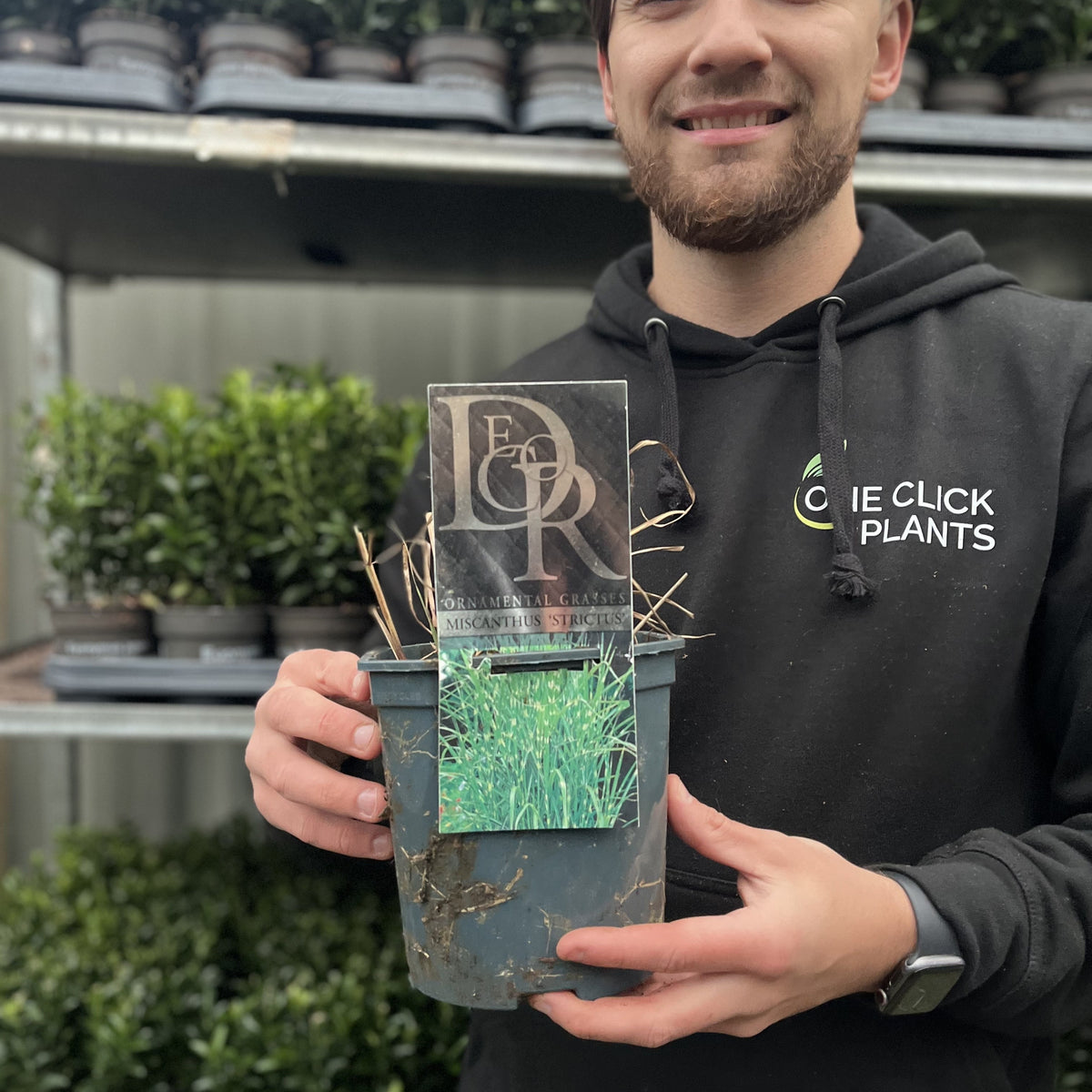 A smiling person in a black hoodie holds a potted Miscanthus sinensis ‘Strictus’ 2L. Lush green plants are neatly arranged on shelves in the background.