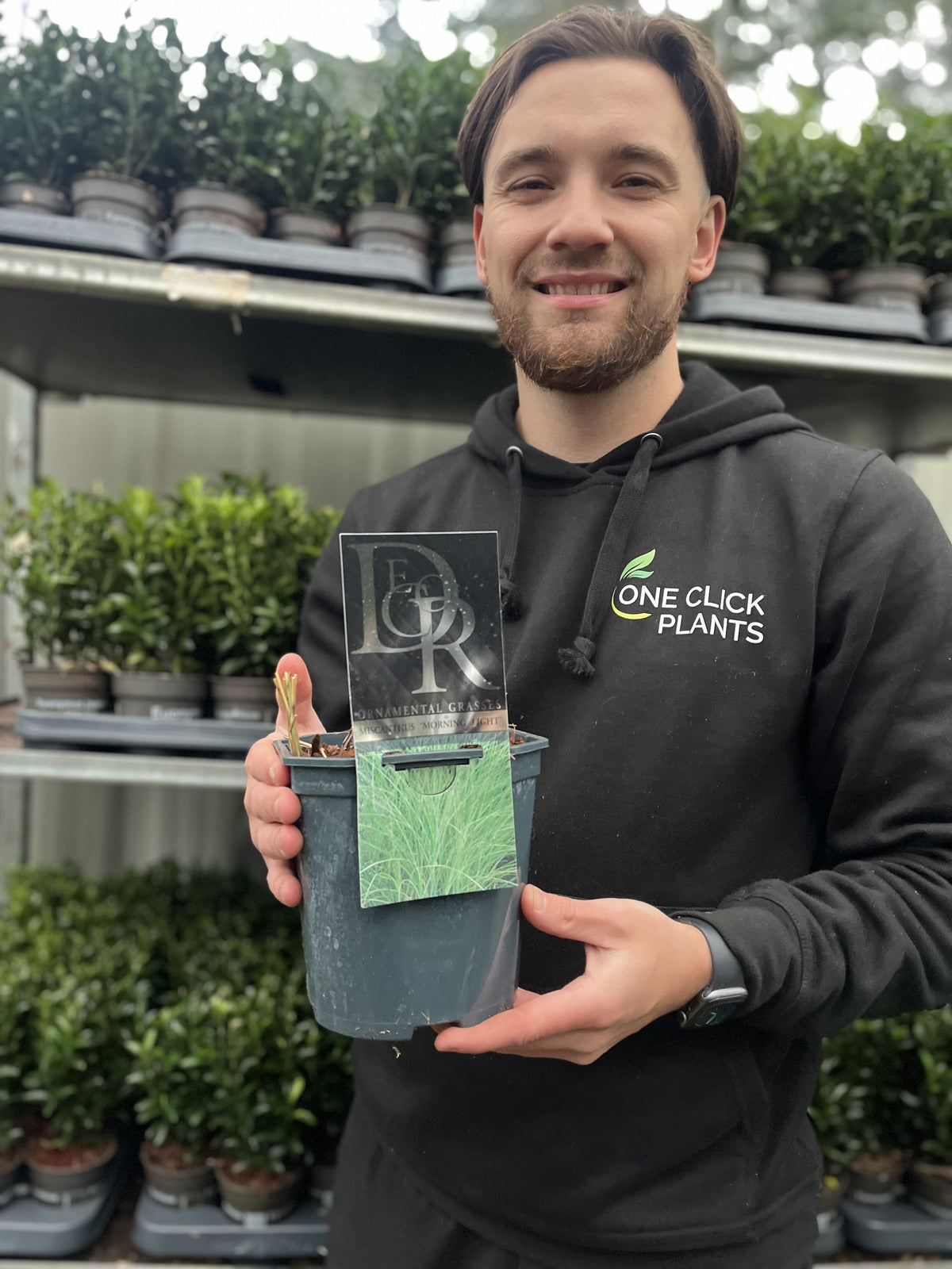 A person in a One Click Plants hoodie smiles while holding a Miscanthus sinensis Morning Light 2L / 10L, with shelves of lush green plants and ornamental grasses glowing in the morning light behind them.