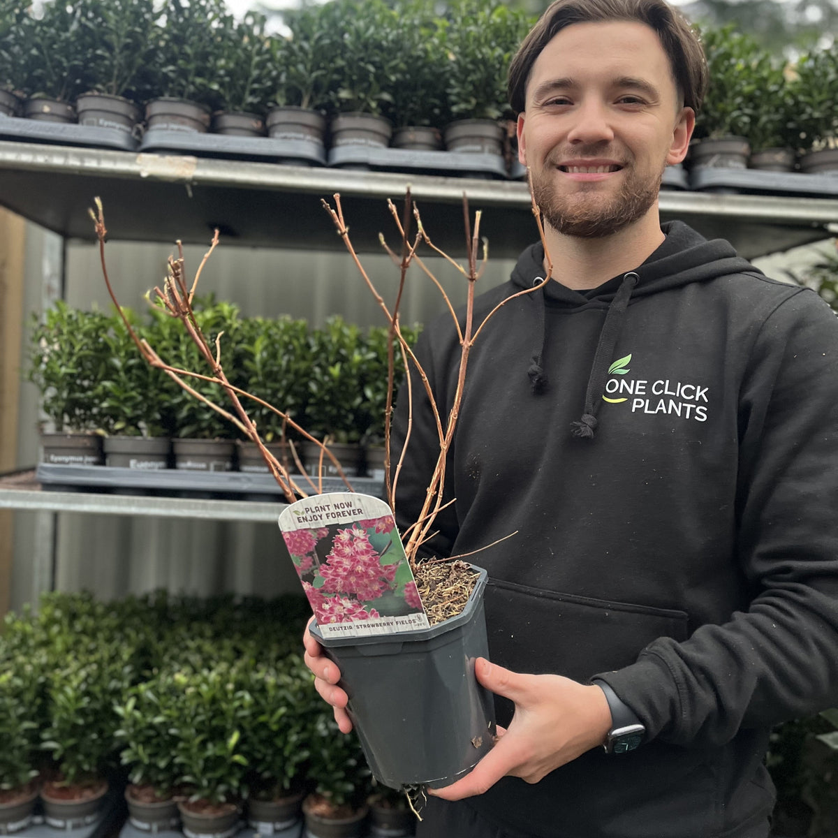 A person in a black hoodie holds a Deutzia x hybrid &#39;Strawberry Fields&#39; 1L/2L, a deciduous shrub with bare branches and a label, standing in front of shelves filled with lush green potted plants.