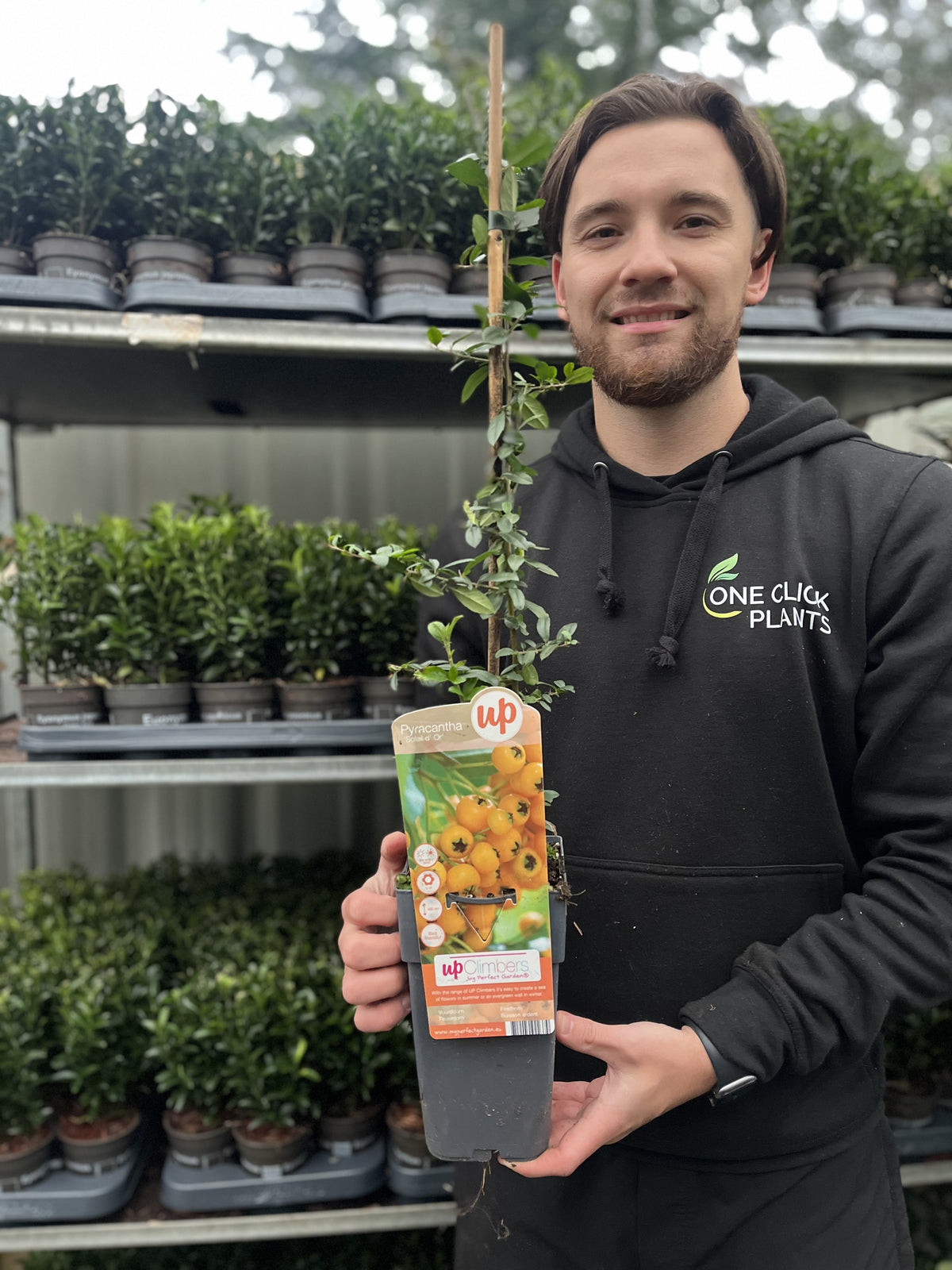 Pyracantha &#39;Soleil D&#39;or&#39; 1L/2L