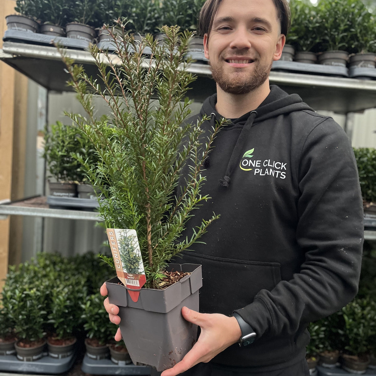 A person in a black One Click Plants hoodie smiles while holding an evergreen, standing in a nursery with rows of Yew Hedging - Taxus Baccata 9cm/2L and other conifers visible in the background.