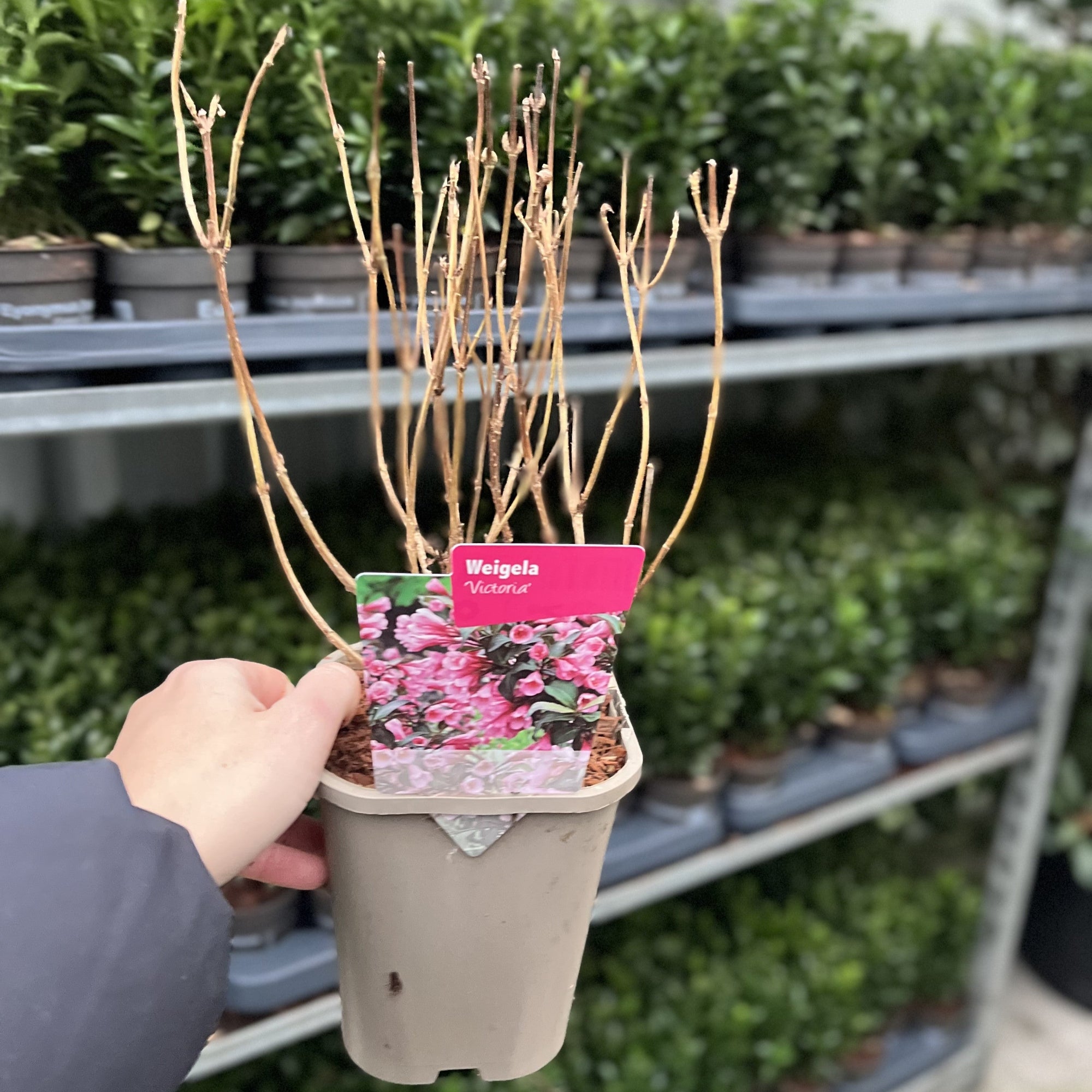 Weigela Victoria 1L