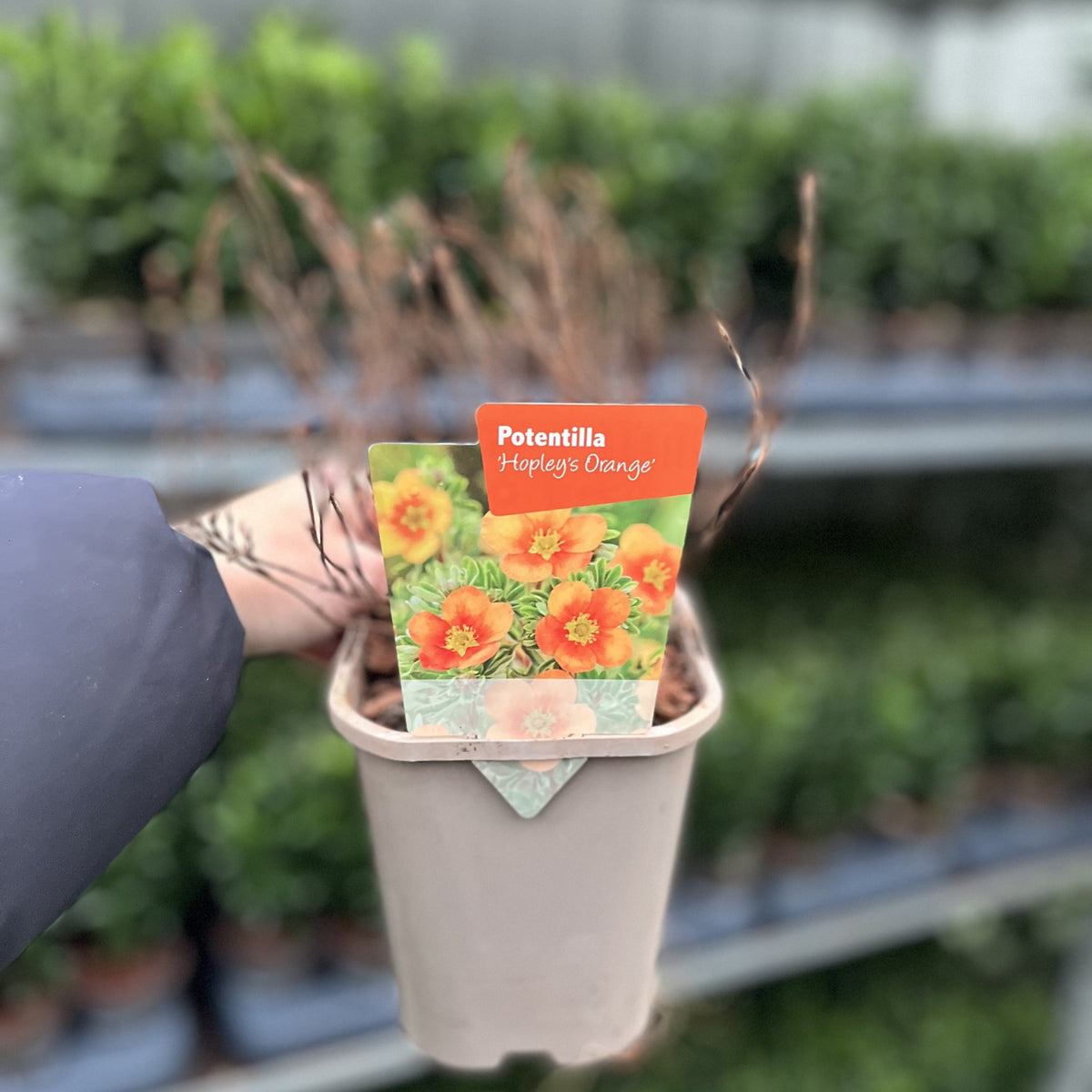 A person holds a Potentilla fruticosa &#39;Hopleys Orange&#39; 1L, a drought-tolerant, vibrant orange-flowering shrub, although this potted plant looks dry and leafless against a blurred backdrop of other plants.