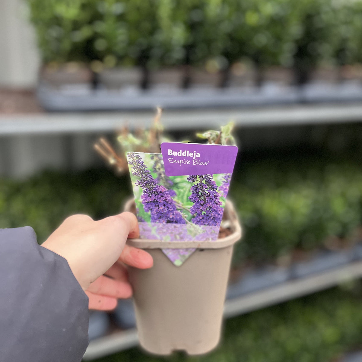 Buddleja davidii &#39;Empire Blue&#39; 1L