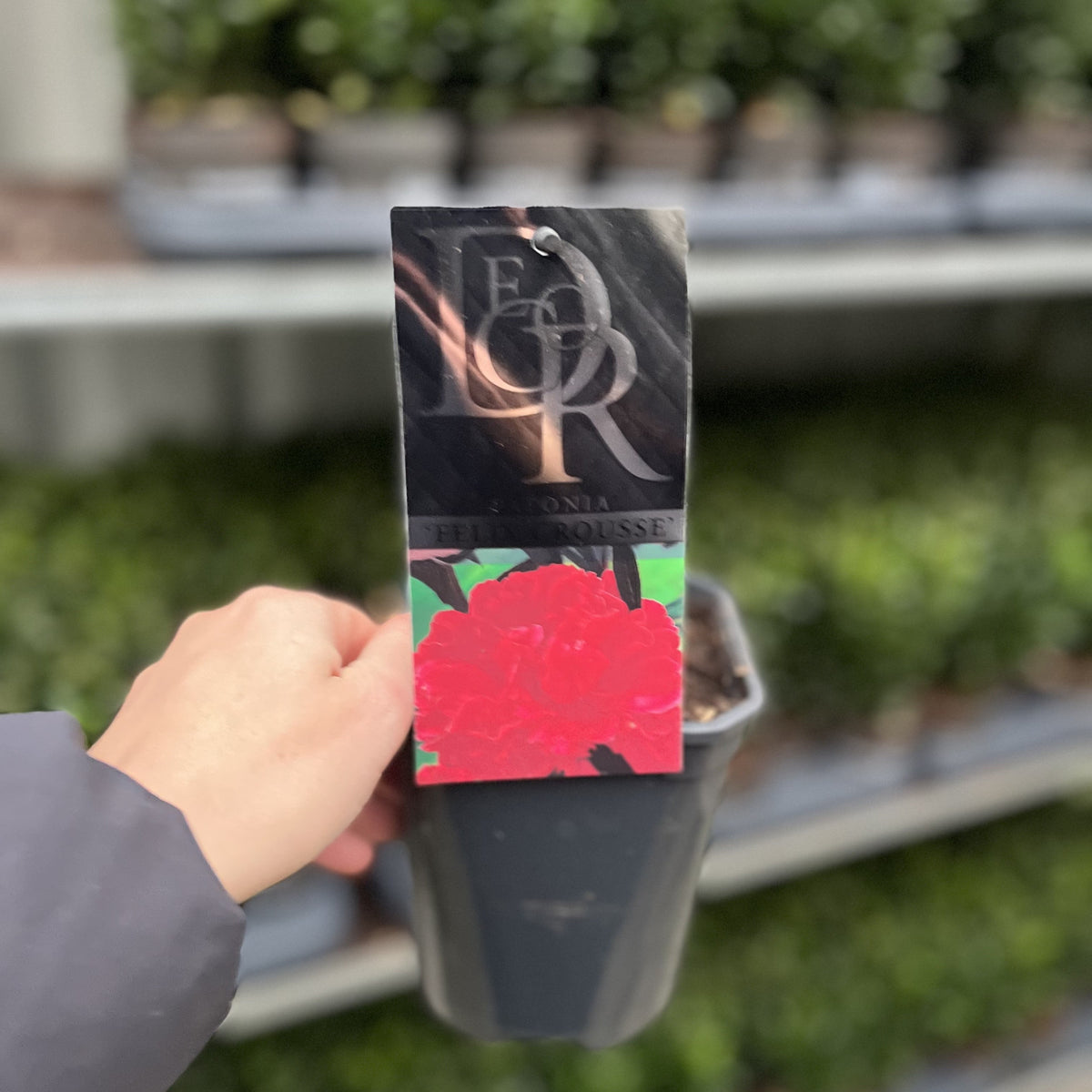 A hand holds a small black 1L pot labeled Peony ‘Felix Crousse’, an herbaceous perennial celebrated for its fragrant pink blooms. Rows of green plants are blurred in the background.