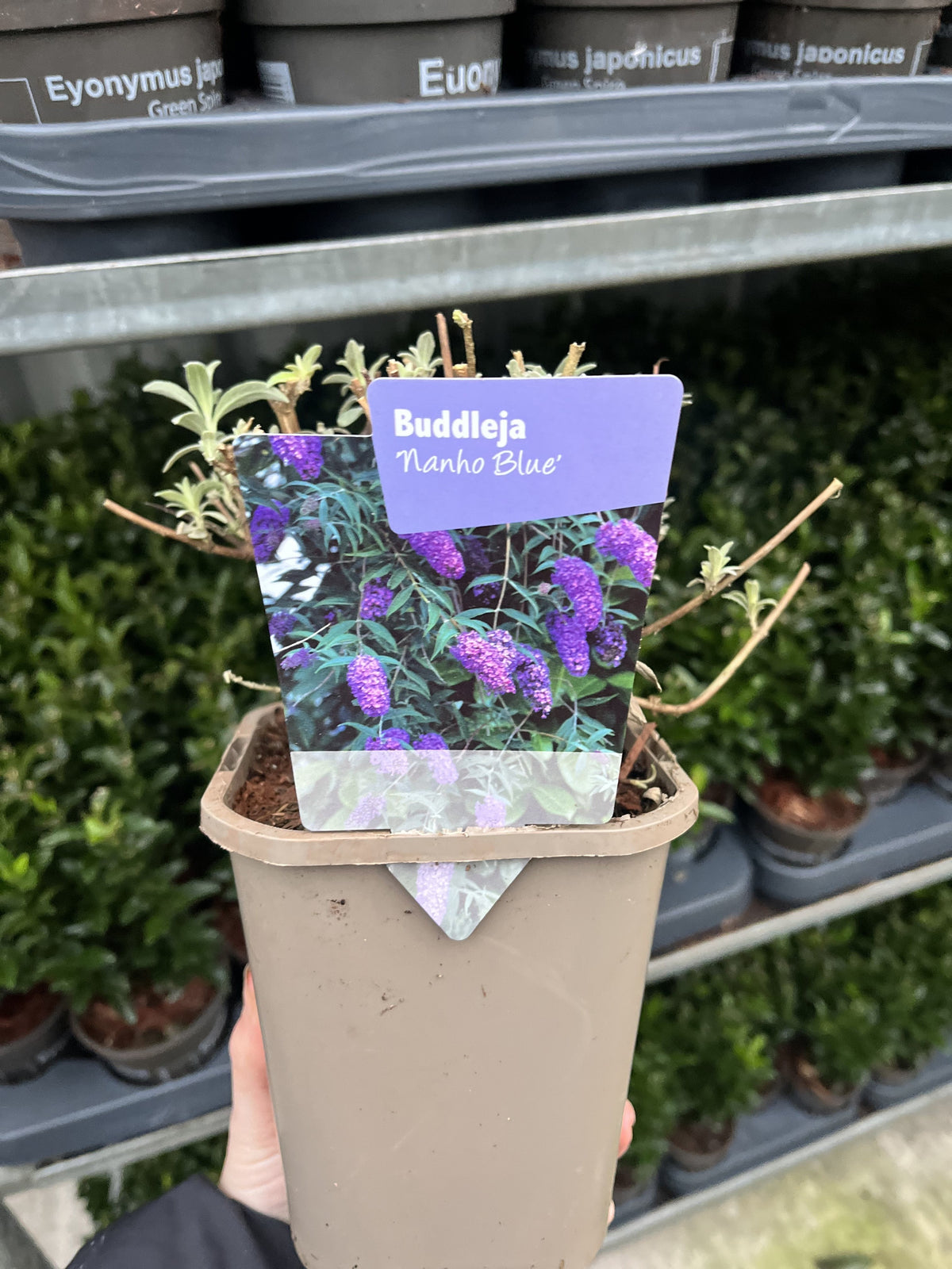 Buddleja davidii &#39;Nanho Blue&#39; 1L