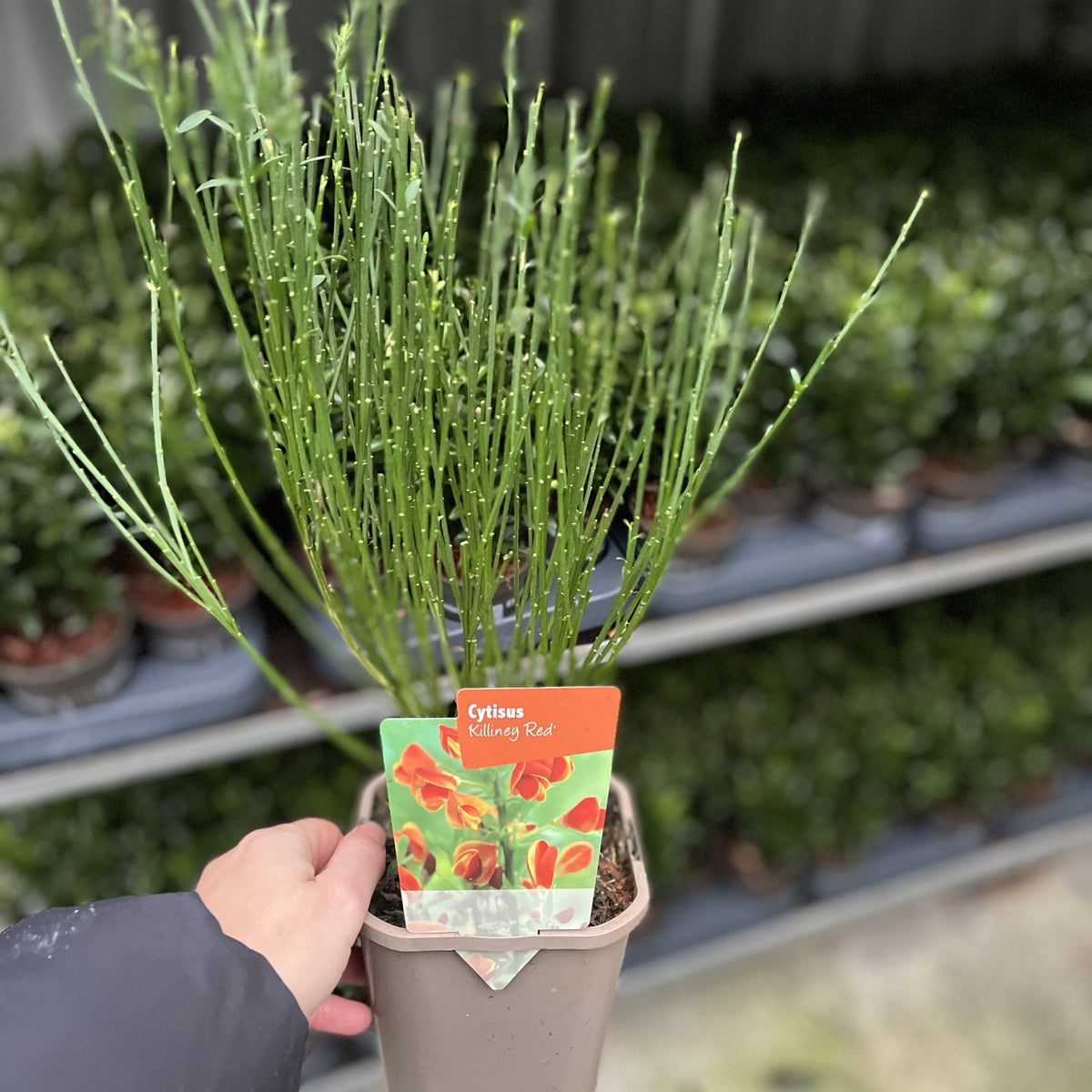 A hand holds a Cytisus ‘Killiney Red’ 1L, a compact deciduous shrub with slender green stems and vibrant red flowers, standing out against shelves of other potted plants in the blurred background.