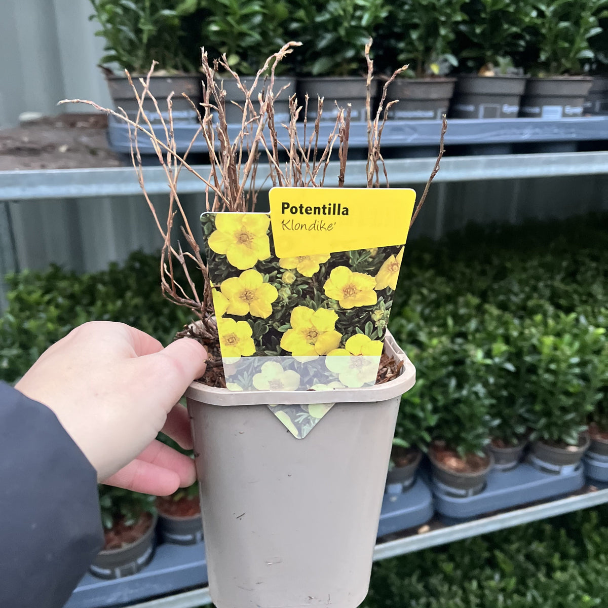 A hand holds a beige pot labeled “Potentilla &#39;Klondike’ 1L,” a drought-tolerant shrub with yellow blooms. Dry stems are in the pot, and green plants in gray trays can be seen in the background.