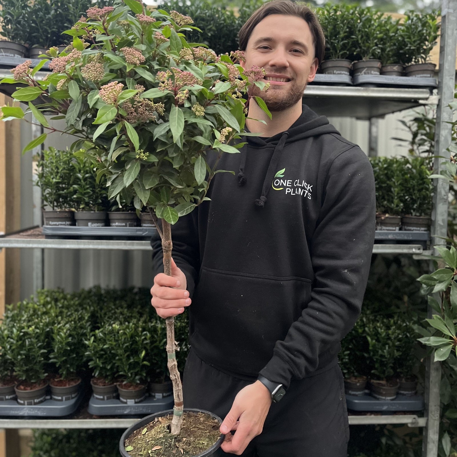 A man holds a Viburnum tinus Patio Tree 90-100cm, featuring a charming lollipop shape—perfect for adding elegance to any space.