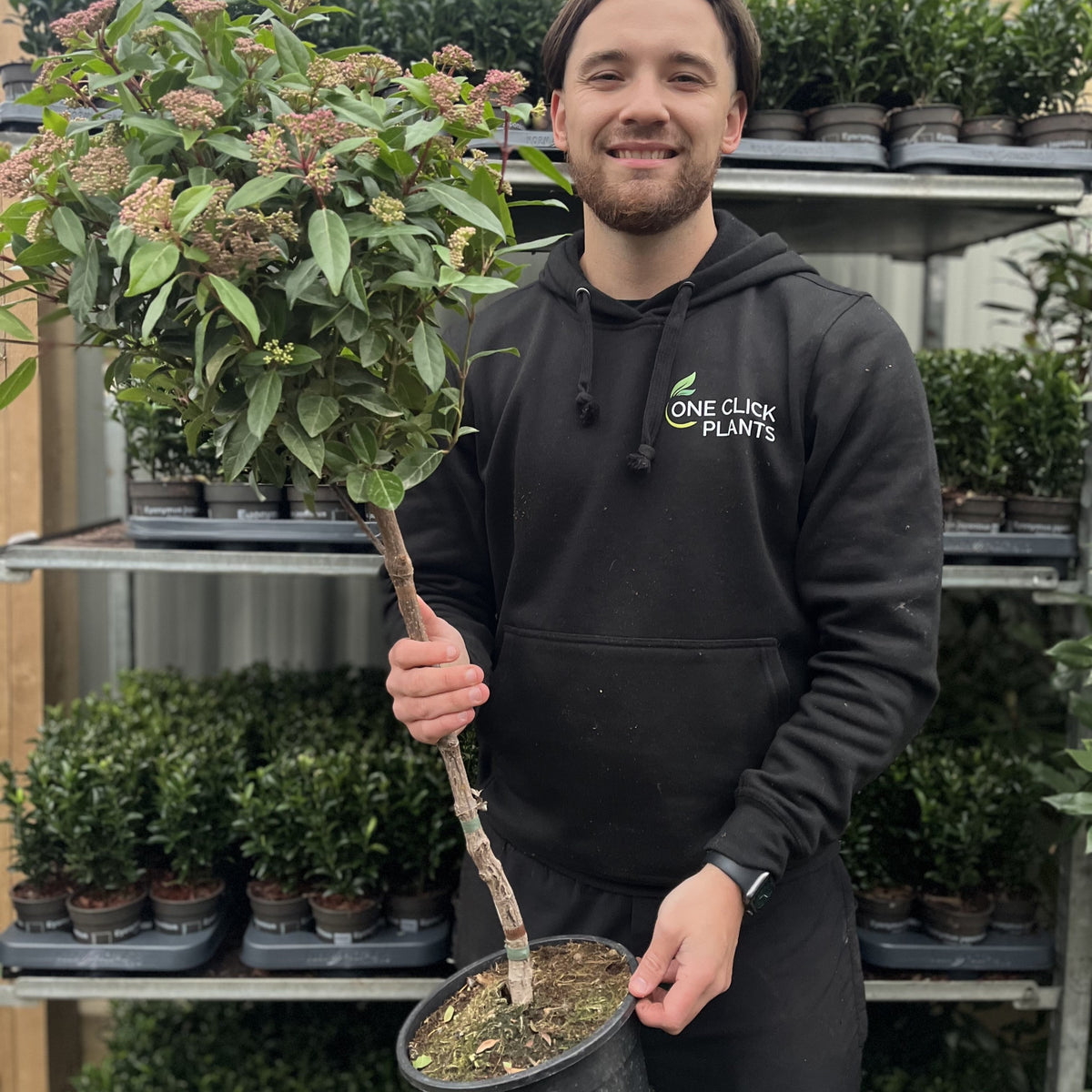 A man holds the Viburnum tinus Patio Tree 90-100cm, its lollipop shape bringing elegant evergreen charm to any patio.