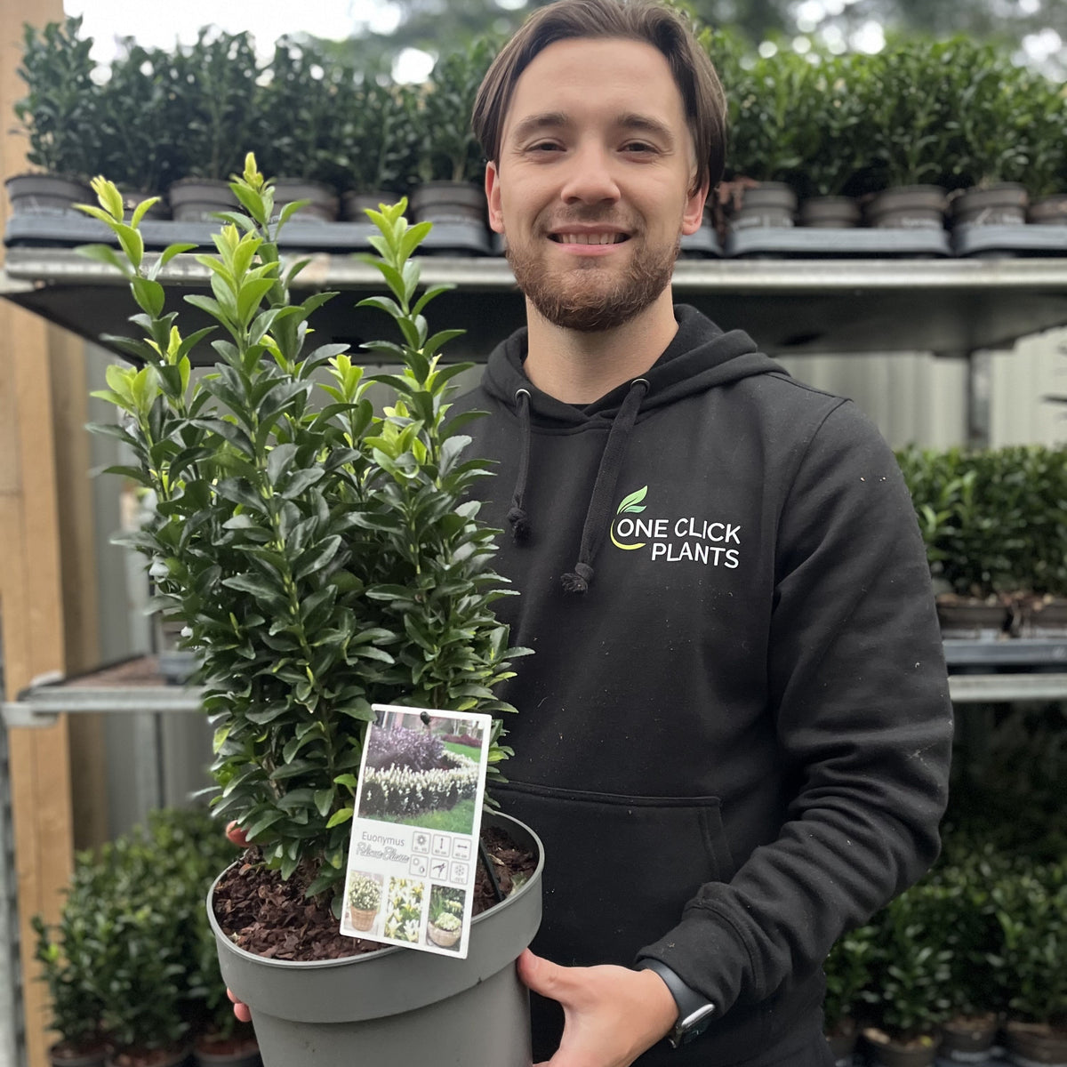 A smiling person in a black One Click Plants hoodie holds a potted Euonymus fortunei &#39;Paloma Blanca&#39;. Behind them, shelves display more of these glossy-leaved shrubs, ideal for dense hedges. Available in 9cm/1.5L/2L/5L pots with multibuy offers.