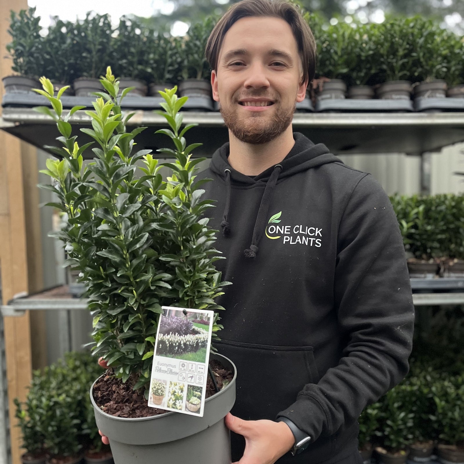 A smiling person in a black One Click Plants hoodie holds a potted Euonymus fortunei 'Paloma Blanca'. Behind them, shelves display more of these glossy-leaved shrubs, ideal for dense hedges. Available in 9cm/1.5L/2L/5L pots with multibuy offers.