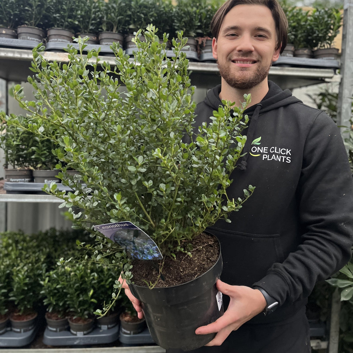 Ceanothus &#39;Victoria&#39; (Californian Lilac) 9cm/2L/5L/10L