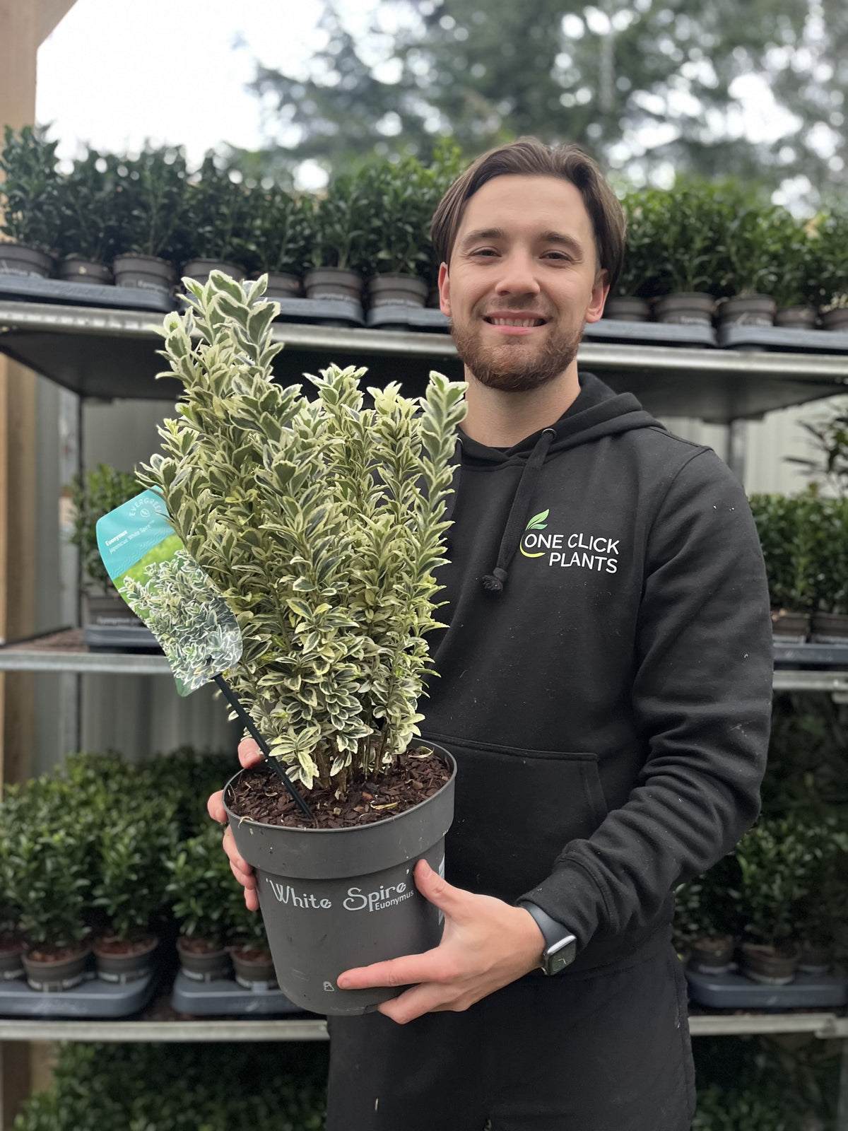 A man in a black One Click Plants hoodie smiles while holding a Euonymus japonicus &#39;White Spire&#39; (9cm-4L, multibuy offers available). Shelves of outdoor greenery fill the background.