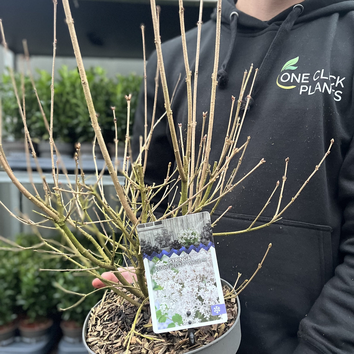 Syringa &#39;Flowerfesta White&#39; Mini/Dwarf Lilac 4.5L