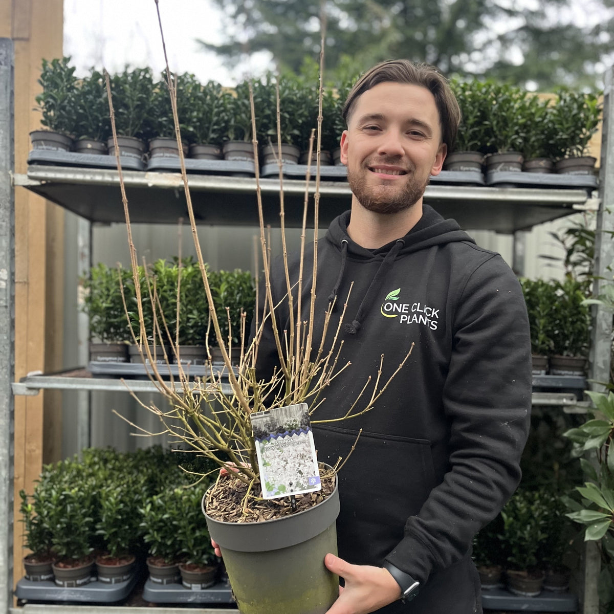Syringa &#39;Flowerfesta White&#39; Mini/Dwarf Lilac 4.5L