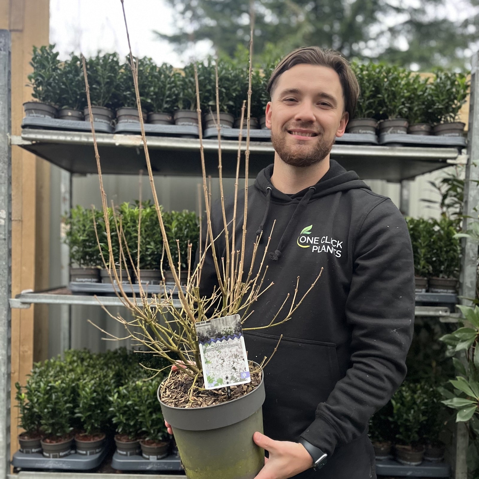 Syringa 'Flowerfesta White' Mini/Dwarf Lilac 4.5L