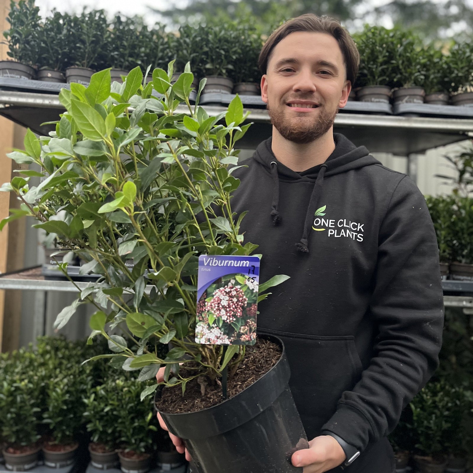 A man in a black One Click Plants hoodie smiles while holding a Viburnum tinus 2L / 5L, a winter-flowering evergreen shrub; rows of potted plants are neatly displayed on racks behind him.