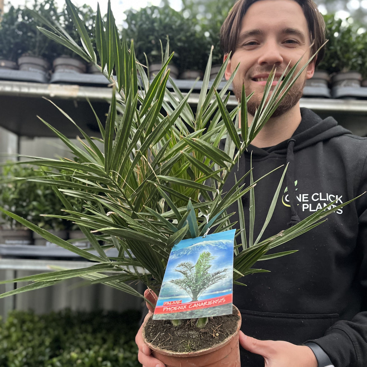 A man holds a Phoenix Palm (Phoenix canariensis &#39;Canary Island Date Palm&#39;, 60-70cm / 70-80cm) potted plant, standing near an impressive architectural structure.