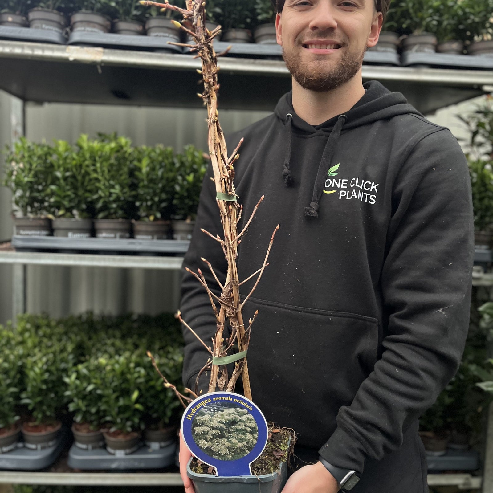 Climbing Hydrangea 'Hydrangea petiolaris' 2L (60-70cm)