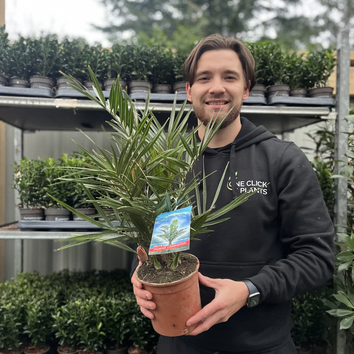 A smiling person in a black hoodie holds a Phoenix Palm (Phoenix canariensis &#39;Canary Island Date Palm&#39; 60-70cm / 70-80cm) at a garden center, surrounded by shelves of other potted plants.