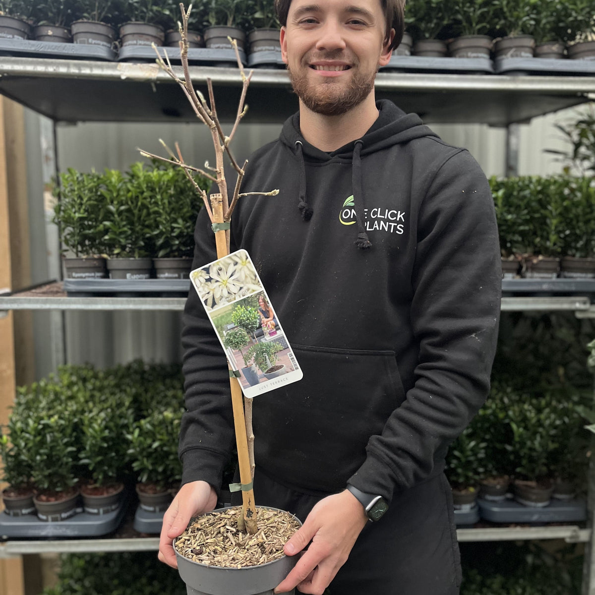 A smiling person in a black One Click Plants hoodie holds a Magnolia stellata Standard Tree (Star Magnolia 90-100cm) with a plant tag. Shelves with compact shrubs and small potted green plants are visible in the background.