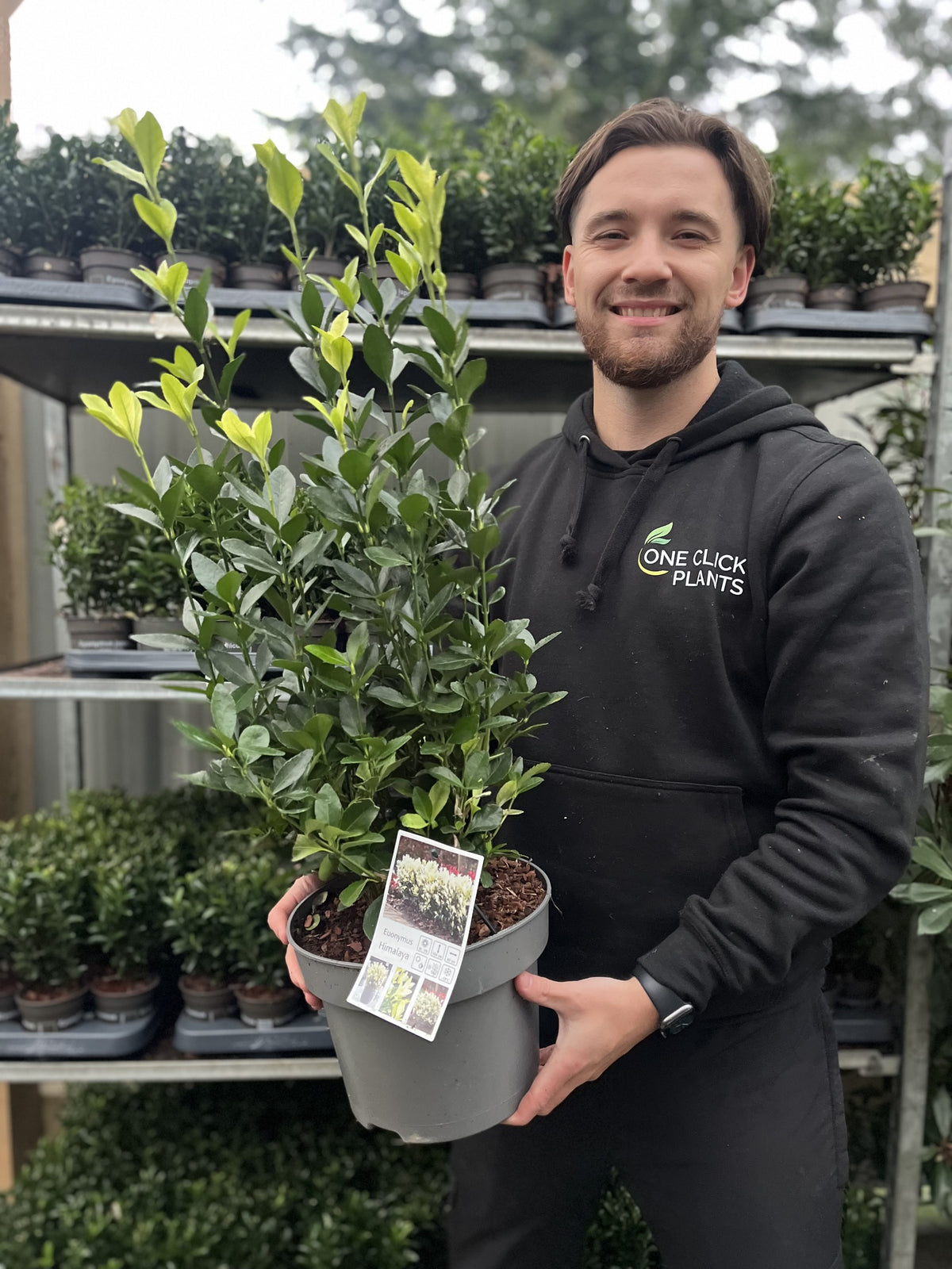 Euonymus japonica &#39;Himalaya&#39; 9cm/2L/5L