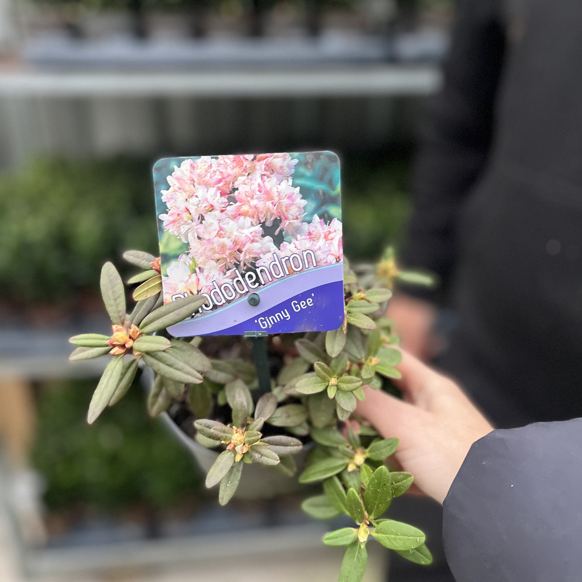 A person holds a 1L potted Rhododendron &#39;Ginny Gee&#39; (Dwarf Rhododendron), featuring pink blooms and green leaves with a tag showing pink flowers. Shelves of other dwarf evergreen shrubs are visible in the background.