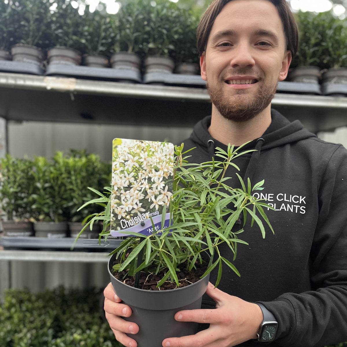 A man in a black hoodie smiles at the camera while holding a potted Choisya x dewitteana &#39;Aztec Pearl&#39; 9cm / 2L, an evergreen shrub with fragrant white flowers. Shelves with more potted plants can be seen in the background.